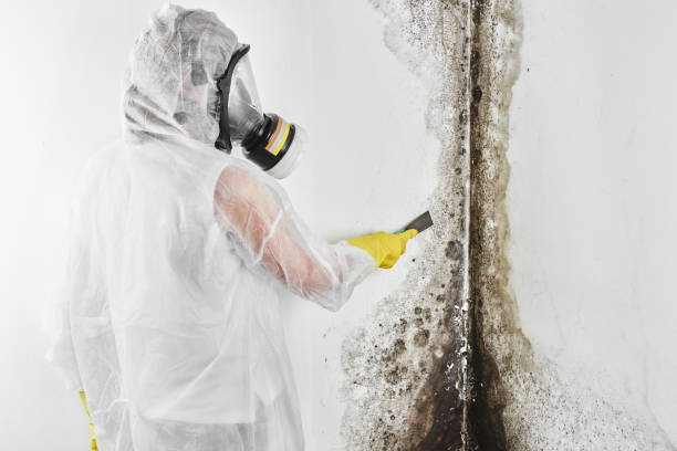 Best Black Mold Removal  in Lake City, SC