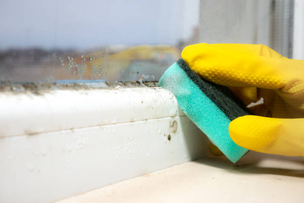 Mold Removal and Inspection in Lake City, SC