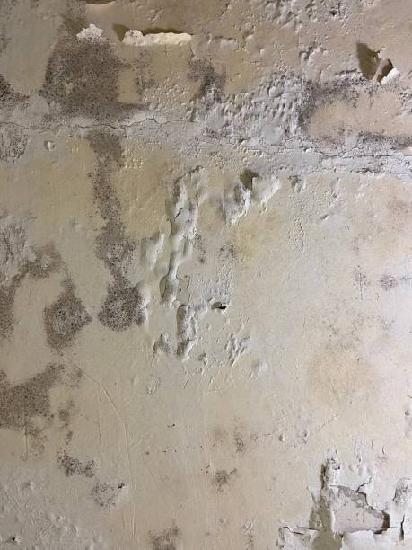 Best Attic Mold Removal  in Lake City, SC