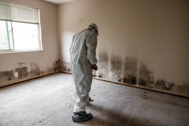 Professional Mold Removal in Lake City, SC