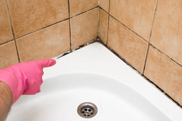 Best Residential Mold Removal  in Lake City, SC